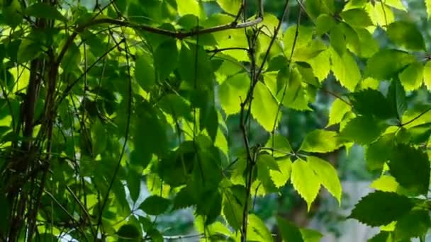 Зелене листя винограду — стокове відео
