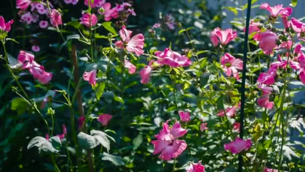 Rosa blommor i en trädgård — Stockvideo