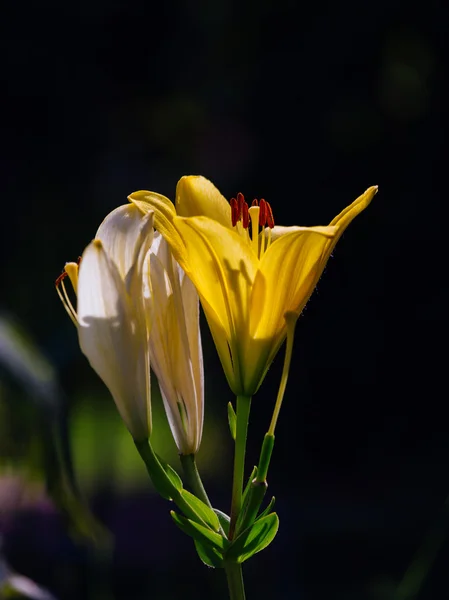 Κίτρινα και λευκά άνθη ενός κρίνου — Φωτογραφία Αρχείου