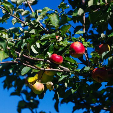Bir meyve bahçesi elma olgunlaşma