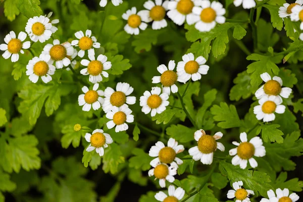 Letni Patern Małych Kwiatów Pyrethrum Rosnących Ogrodzie — Zdjęcie stockowe