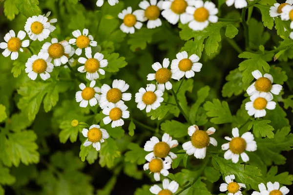 Summer Patern Small Pyrethrum Flowers Growing Garden — Stock Photo, Image