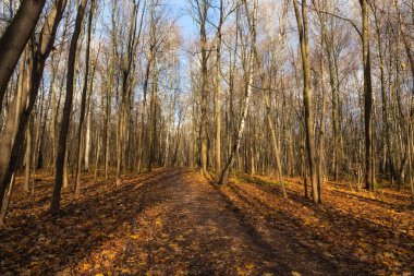 Sonbahar mevsiminde ormanda yol