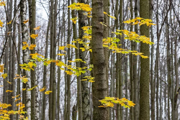 落葉樹幹の中に小さなカエデの黄金の葉 — ストック写真