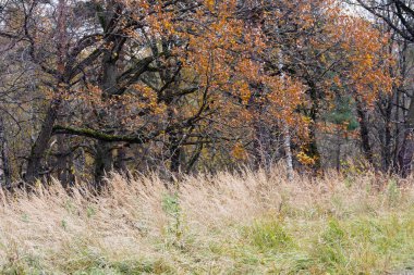 Ormanda sonbahar mevsiminin renkleri