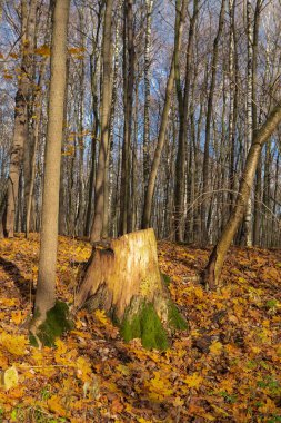 Sonbahar ormanında bir vadinin kenarında yaşlı bir kütük..