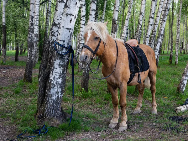Horse Tie Birch Wood — Stock Photo, Image