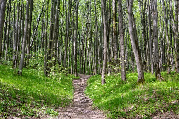 Forest Landscape Bright Sunny Spring Day — Stock Photo, Image