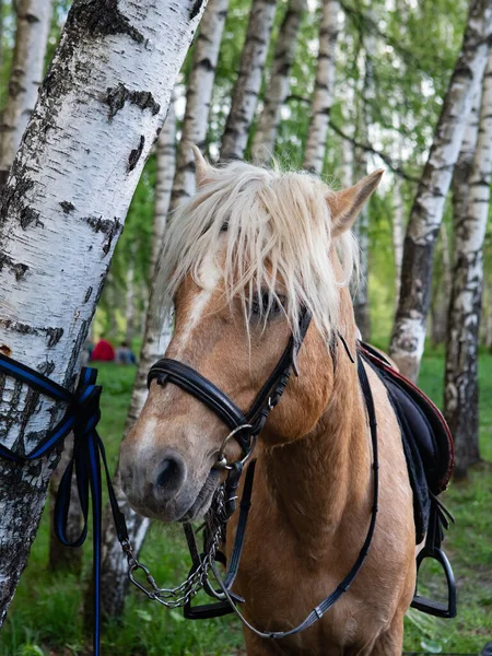 Horse Tie Birch Wood — Stock Photo, Image