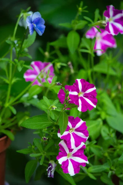 Weiße Und Rote Petunien Die Einem Blühenden Garten Cashpo Aus — Stockfoto
