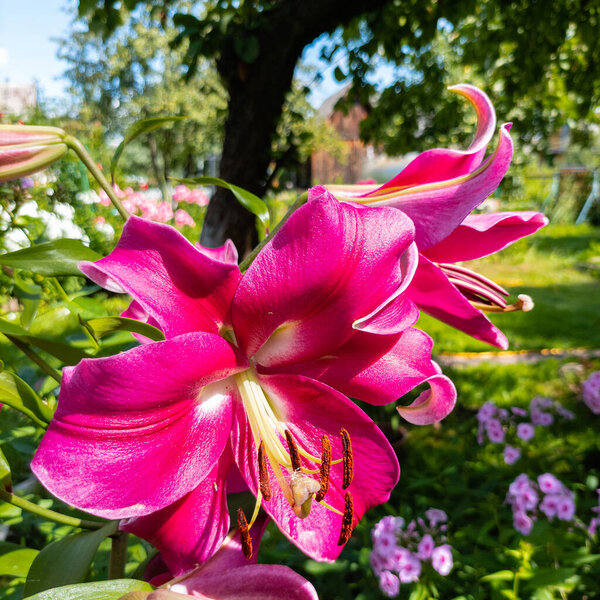 Magenta lily buds and flowers growing in the garden