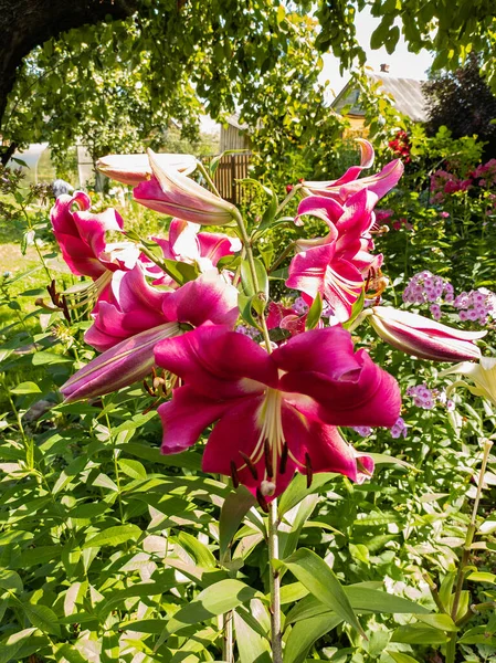 Бутони Лілії Квіти Ростуть Саду — стокове фото