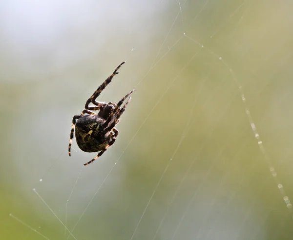 Hämähäkki — kuvapankkivalokuva