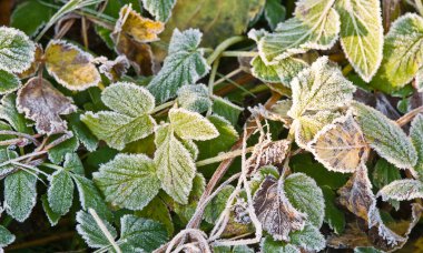 hoarfrost yapraklarda