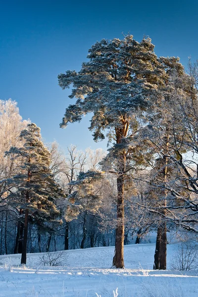 Kış sabahı ormandaki