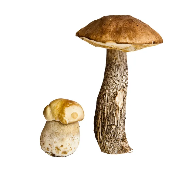 Due funghi — Foto Stock