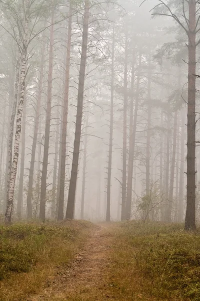 Smog  in forest — Stock Photo, Image