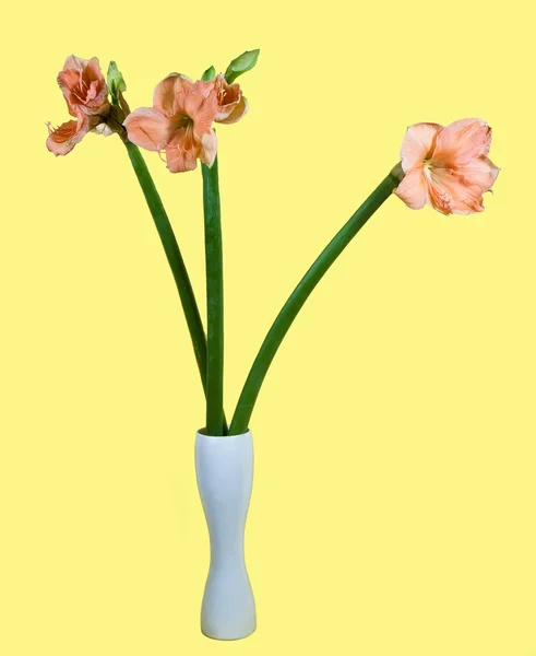 孤挺花在花瓶里的花束 — 图库照片