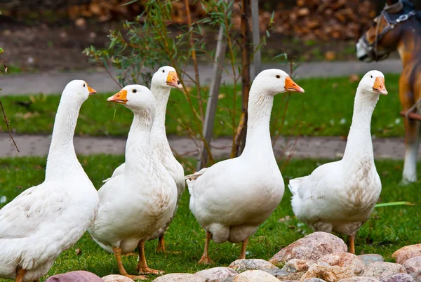 Gäss — Stockfoto