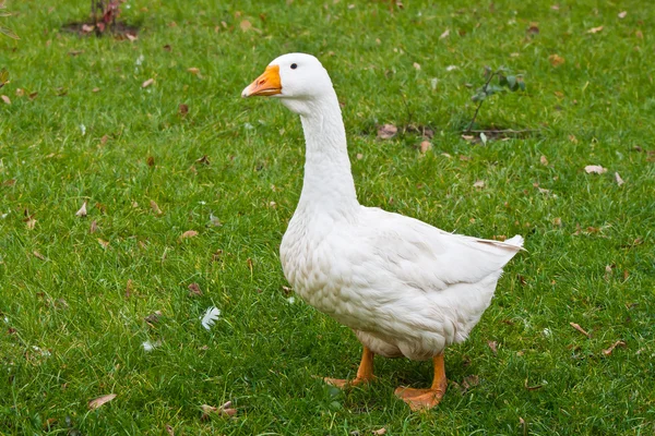 Lonely goose — Stock Photo, Image