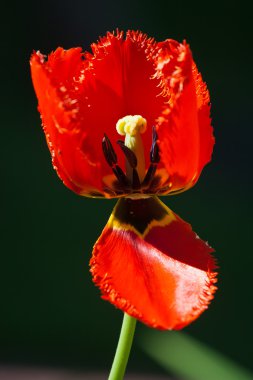 Mevsimlik arka plan üzerinde Lale