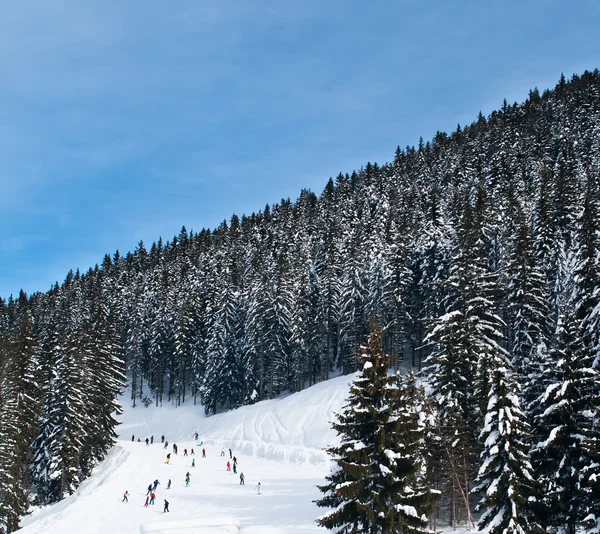 Massa utförsåkning på skidor — Stockfoto