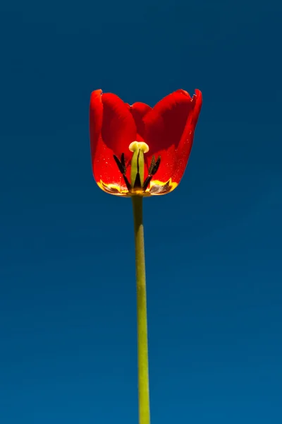 Mavi gökyüzü karşı tek Lale