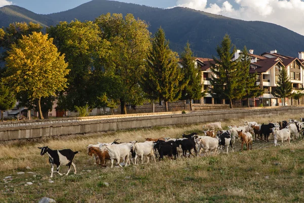 Herd of goats in a town — Stock Photo, Image