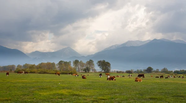 Herd of cows — Stock Photo, Image