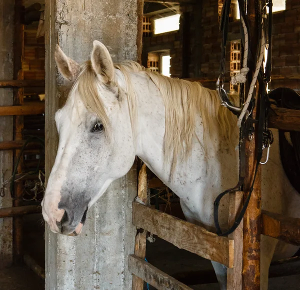 Horse in a stall — Stock Photo, Image