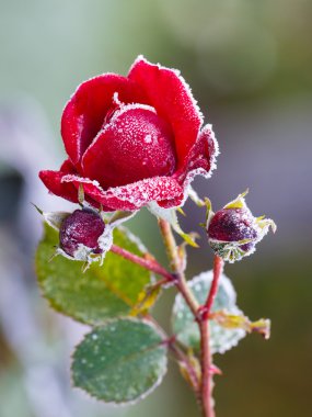 Rose hoarfrost ile kaplı 