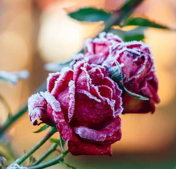 Rose pokryte szron — Zdjęcie stockowe