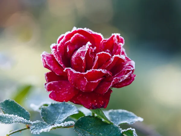 Rose hoarfrost ile kaplı — Stok fotoğraf