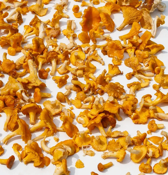 Chanterelle. — Fotografia de Stock