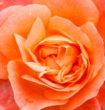 bir gül yaprakları