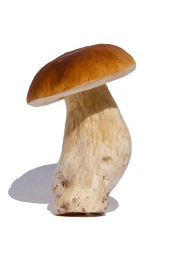 Boletus mantarı