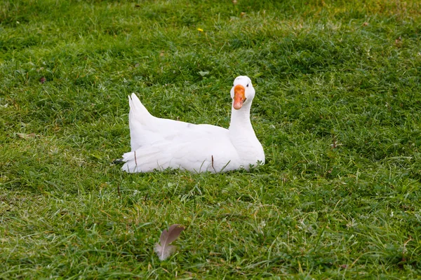 Oie sur une herbe verte — Photo