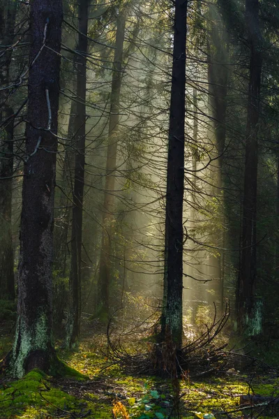 Morning sunlight in the autumn wood — Stock Photo, Image