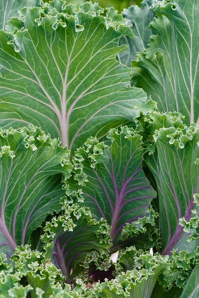 Decorative garden cabbage — Stock Photo, Image