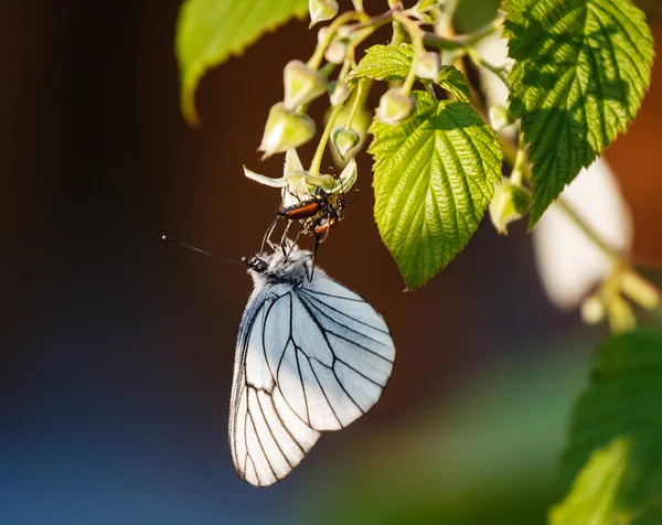 Mariposa y dos bichos — Foto de Stock