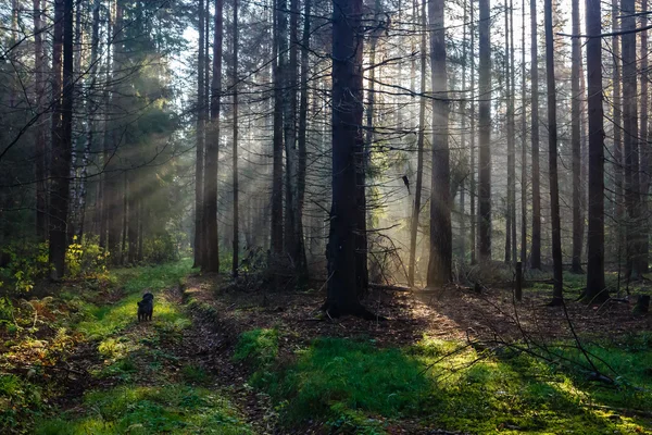 Morning sunlight in wood — Stock Photo, Image