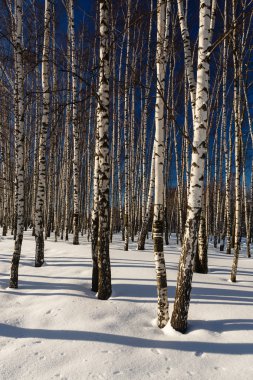 Bir birchwood kışın
