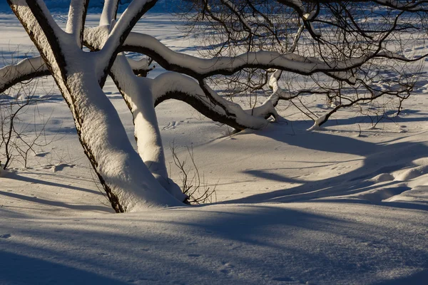 Деревья и снег — стоковое фото