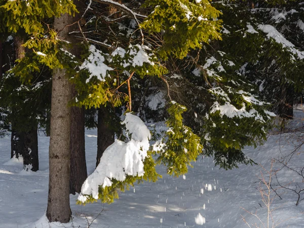 Neige tombant des branches — Photo