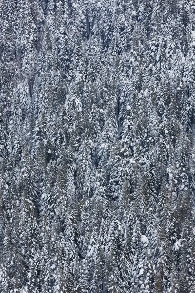 Modèle de sapins — Photo