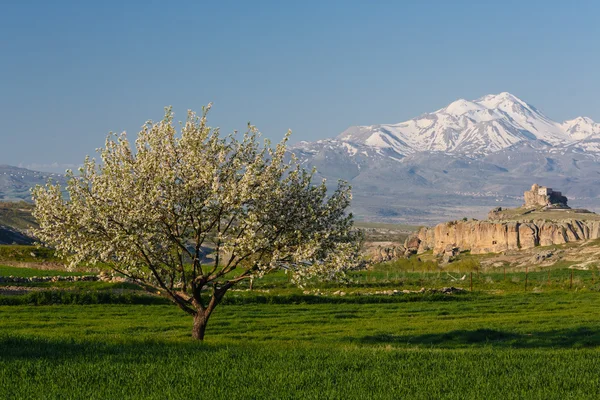 Blossoming apricot tree — Stock Photo, Image