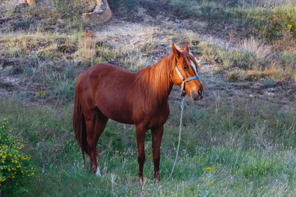 Grazed horse — Stock Photo, Image
