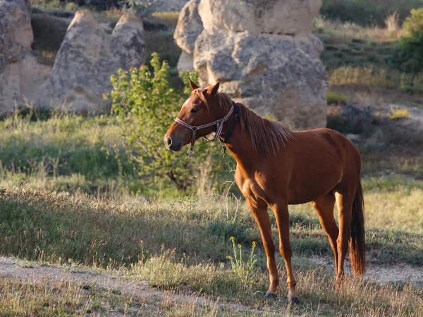 Grazed horse — Stock Photo, Image