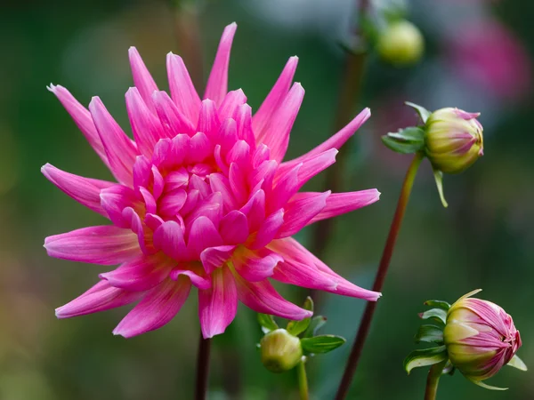 Tmavě růžový dahlia — Stock fotografie