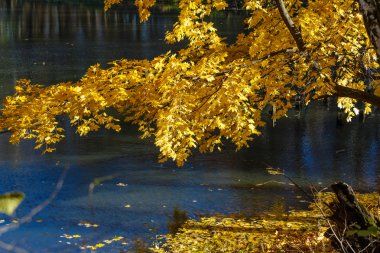 Sarı akçaağaç yaprakları Şubesi